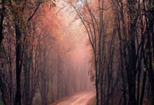 “杀一儆百”猜打一正确最佳生肖,落实词语含义阐述答解