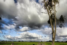 “三尺童子”猜打一最佳正确生肖,释义作答词语解释赏析